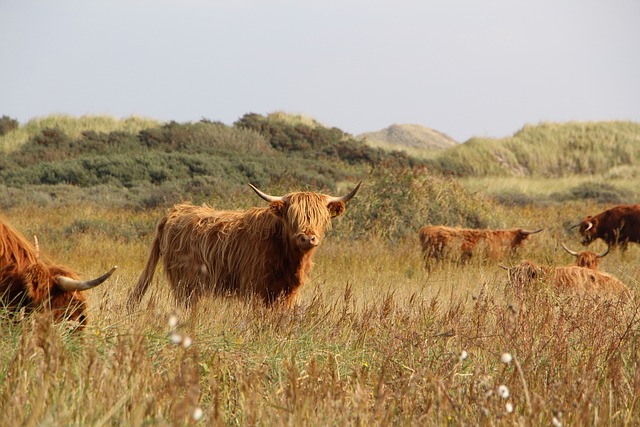 countryside